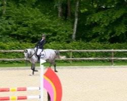 jumper Clinlex (Oldenburg show jumper, 2008, from Clinton H)