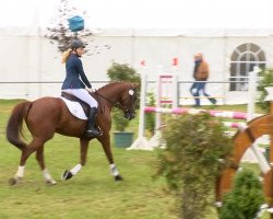 jumper Cocky little champion (Hanoverian, 2008, from Calido I)