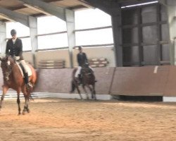 broodmare Symphonie 88 (Oldenburg, 2010, from Stedinger)