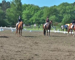 dressage horse Apollo 917 (Schlesier, 2006, from Lapis)