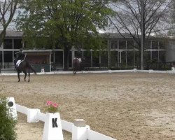 dressage horse Charming Surprise G. (Westphalian, 2008, from Curd)