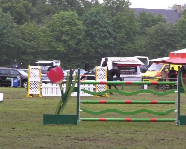 dressage horse Dexter Deluxe (Oldenburg, 2006, from Depardieu 11)