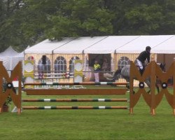 jumper Quirado Z (Zangersheide riding horse, 2008, from Quidam de Revel)