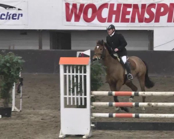 Springpferd Elly donne Joy (Deutsches Reitpferd, 2006, von Elan d' Espoir)