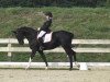 dressage horse Dark Louise (Hanoverian, 2008, from Don Crusador)