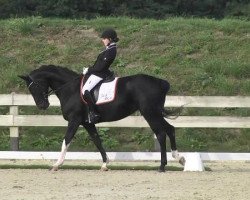 dressage horse Dark Louise (Hanoverian, 2008, from Don Crusador)