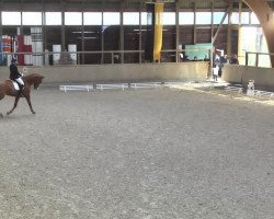 dressage horse Santo Naranja (Hanoverian, 2009, from Scolari)