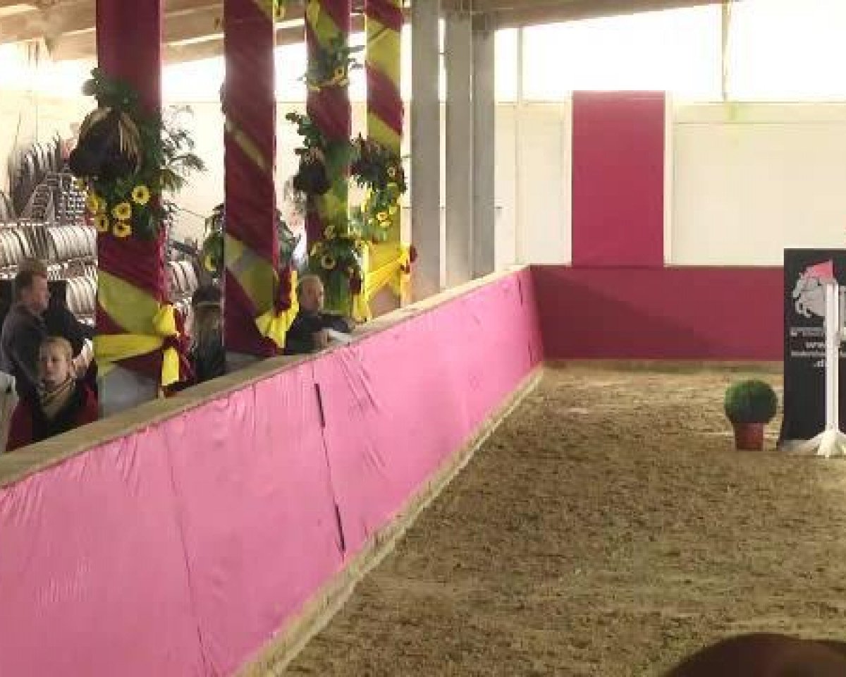 Springpferd Acolitos Candera (Hannoveraner, 2008, von Acolito)