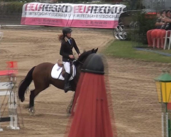 jumper Just for Jump (Pony without race description, 2008)