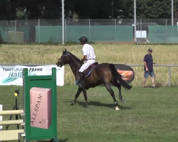 jumper Chique (KWPN (Royal Dutch Sporthorse), 2007)