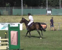 Springpferd Chique (KWPN (Niederländisches Warmblut), 2007)