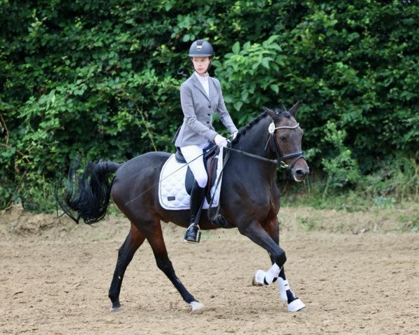 dressage horse Stanley Clivio (German Riding Pony, 1997, from Steven)