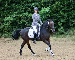 dressage horse Stanley Clivio (German Riding Pony, 1997, from Steven)