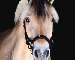 horse Claudia Fjordlyst (Fjord Horse, 2011, from Tornhøjs Canut)