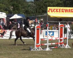 Springpferd Cyrano (Deutsches Reitpony, 2000, von Cap Cennedy N)