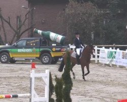 Springpferd Celesta 21 (KWPN (Niederländisches Warmblut), 2007, von Upgrade)