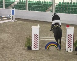 jumper Crazy Champion (Oldenburg, 2008, from Caretello B)