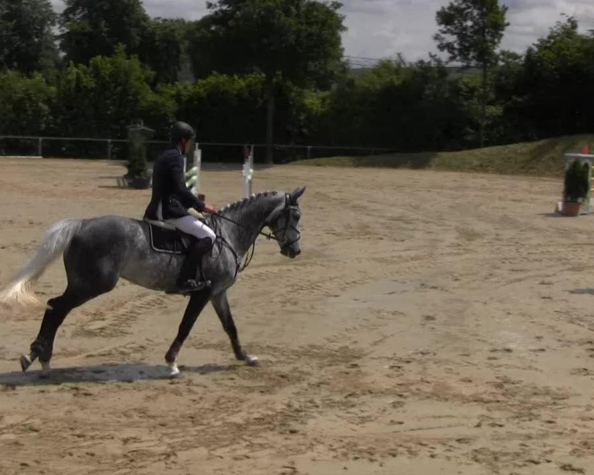 jumper Quint 11 (Oldenburg, 2008, from Quite Capitol)
