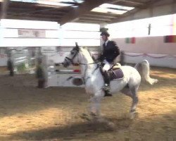 broodmare Penelope 349 (Hanoverian, 2008, from Perigueux)