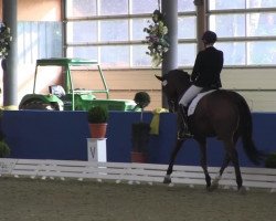 dressage horse Sky 139 (Hanoverian, 2008, from Scolari)