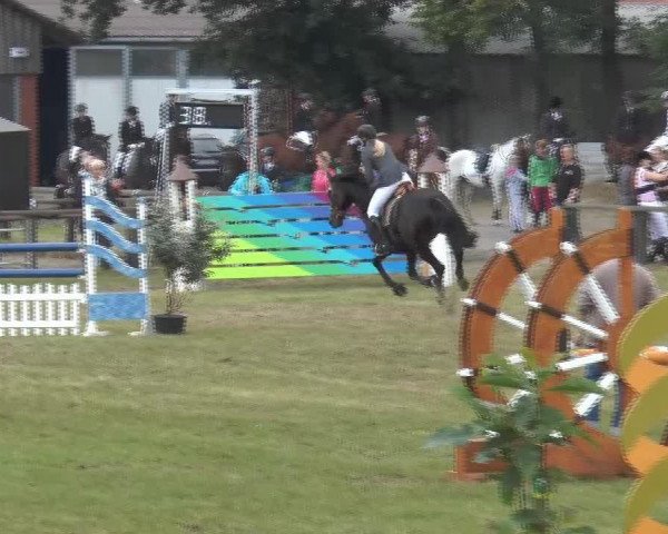 Springpferd Naomi 395 (KWPN (Niederländisches Warmblut), 2000, von Paris 1985 ShA)