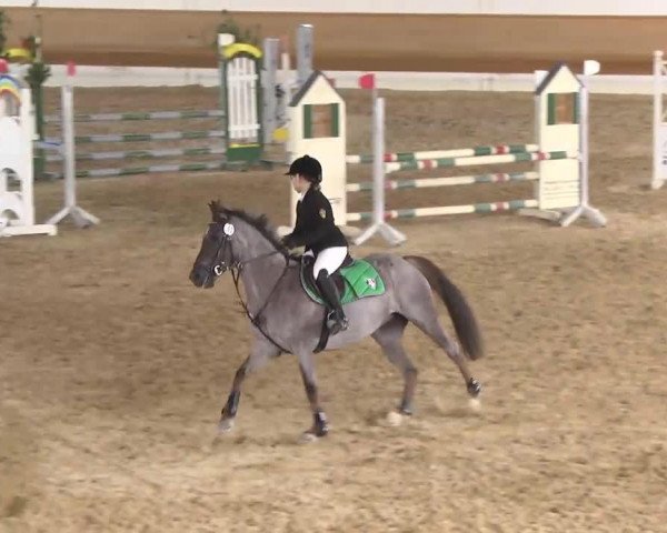 jumper Quassia 5 (French Pony, 2004, from Glenn)
