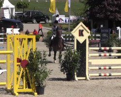 jumper Carla Columna 24 (Hanoverian, 2007, from Chalet)