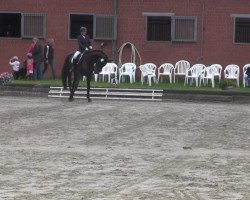 dressage horse Solitaire 78 (Westphalian, 2008, from Swarovski)