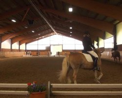 dressage horse Artig (Westphalian,  )