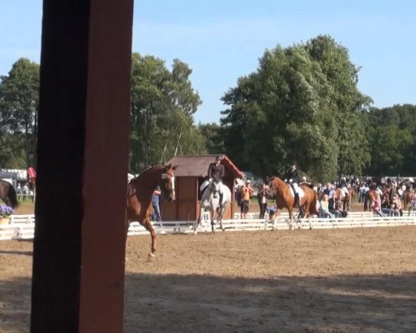 jumper Gabana 5 (Hanoverian, 2007, from Graf Remus)