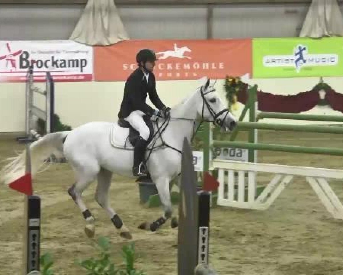 jumper Gorki F (Belgian Warmblood, 2006, from VDL Cardento 933)