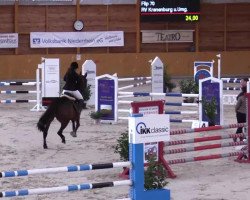 jumper Flip 70 (Belgian Warmblood, 1995, from Flipper d'Elle)