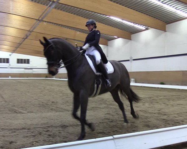 Reitturnier Elmshorn 2020
