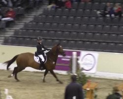 jumper Luninez (Hanoverian, 2007, from Ludwigs As)