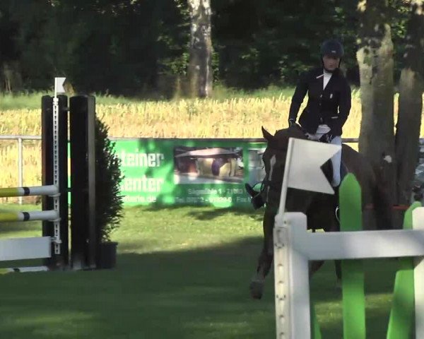 jumper Denzel 13 (KWPN (Royal Dutch Sporthorse), 2008, from Corland)