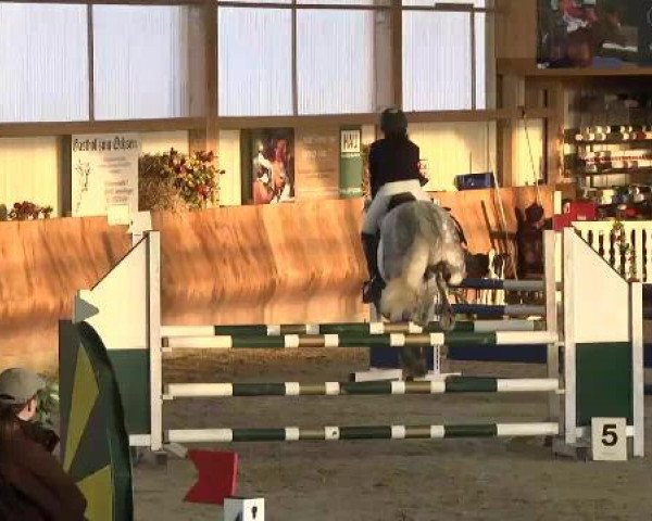 jumper Samson vom Donaumoos (Connemara Pony, 2007, from Clifden Silver)