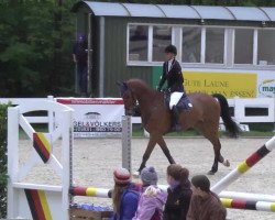 jumper Valerino (Hanoverian, 2008, from Valentino)