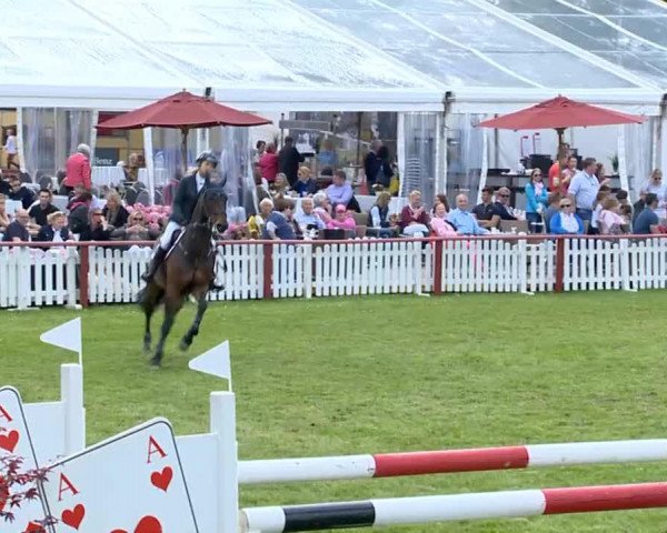 Springpferd Balans Rv (KWPN (Niederländisches Warmblut), 2006, von VDL Cardento 933)