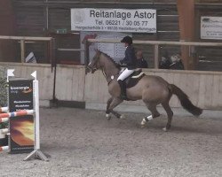 Springpferd Larisienne (Westfale, 2008, von Lacordos)