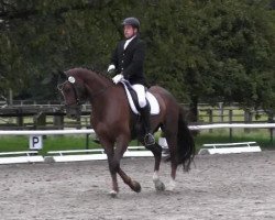 dressage horse Jazz Balou (Westphalian, 2009, from Jazz Rubin)