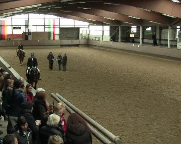 dressage horse Ricciano 9 (Westphalian, 2009, from Riccio)