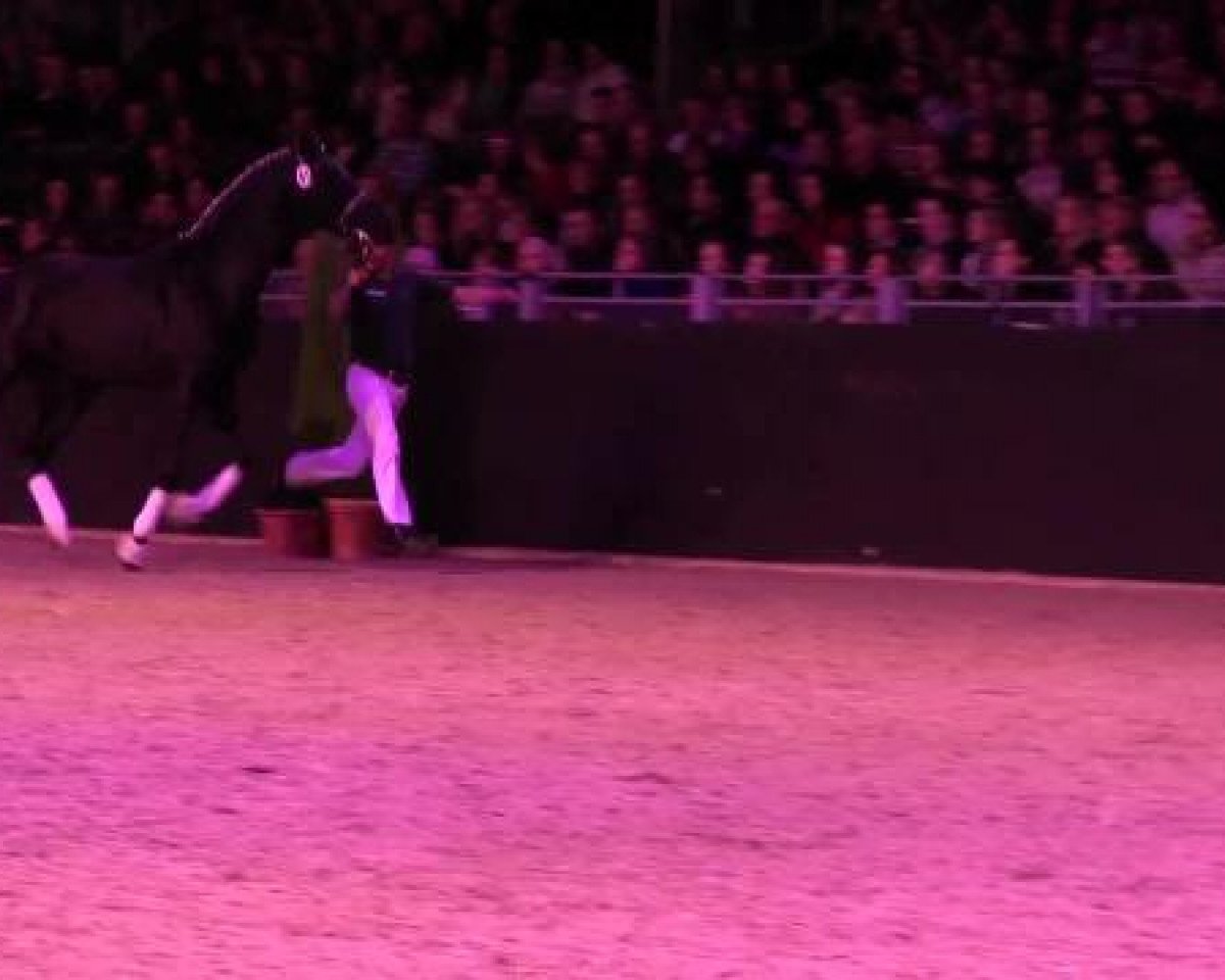 stallion FS Duncan McCloud (Bavarian, 2010, from Desperados FRH)