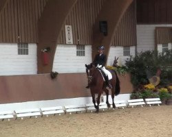 dressage horse Lavita D (Rhinelander, 2009, from Lord Loxley I)