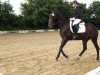 dressage horse Destino 68 (Oldenburg, 2008, from Dimaggio)