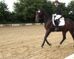 dressage horse Destino 68 (Oldenburg, 2008, from Dimaggio)