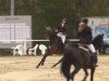 jumper Sarilan (Hanoverian, 2007, from Salieri)