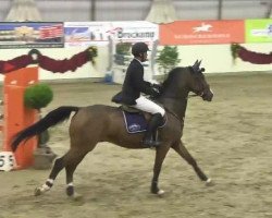 jumper Superheld (Hanoverian, 2007, from Stakkato Gold)