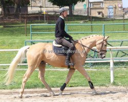 horse Dorman (Czech Warmblood, 2011)