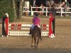 jumper Dulcis Domino (Trakehner, 2007, from Kaiserkult TSF)