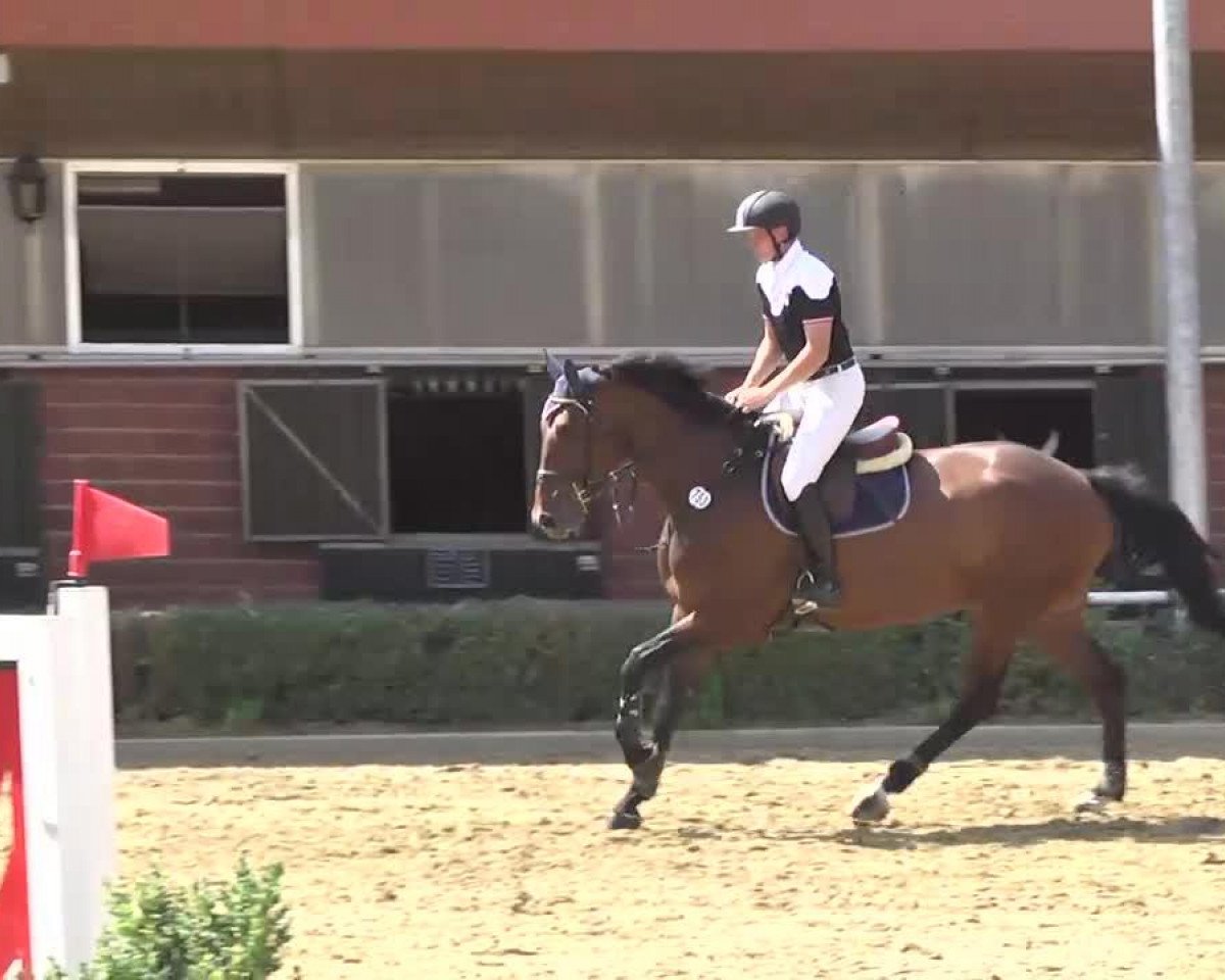 Springpferd Special Envoy 6 (Hannoveraner, 2008, von Stakkato)